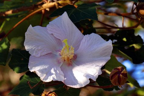 山芙蓉功效